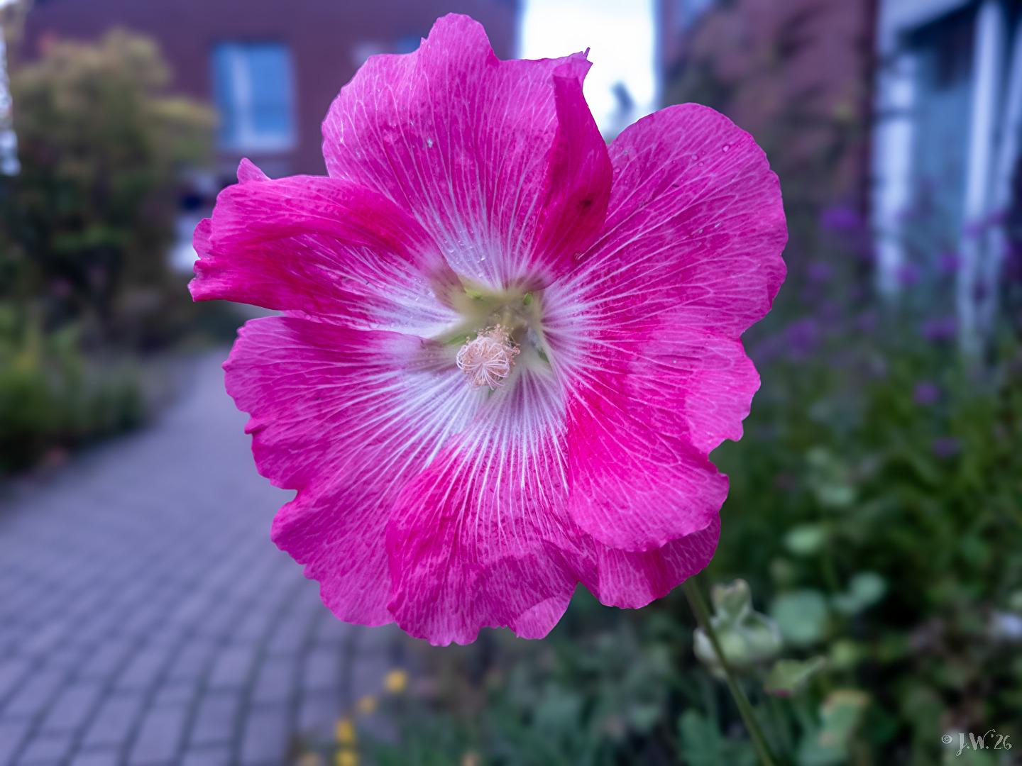 Lila Blüte