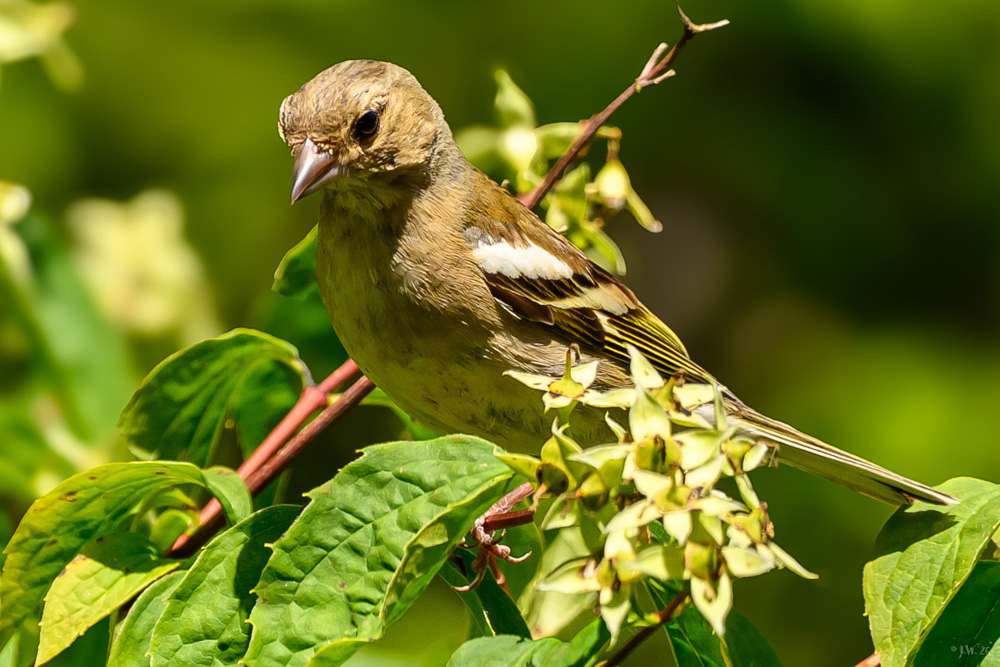 Wildlife